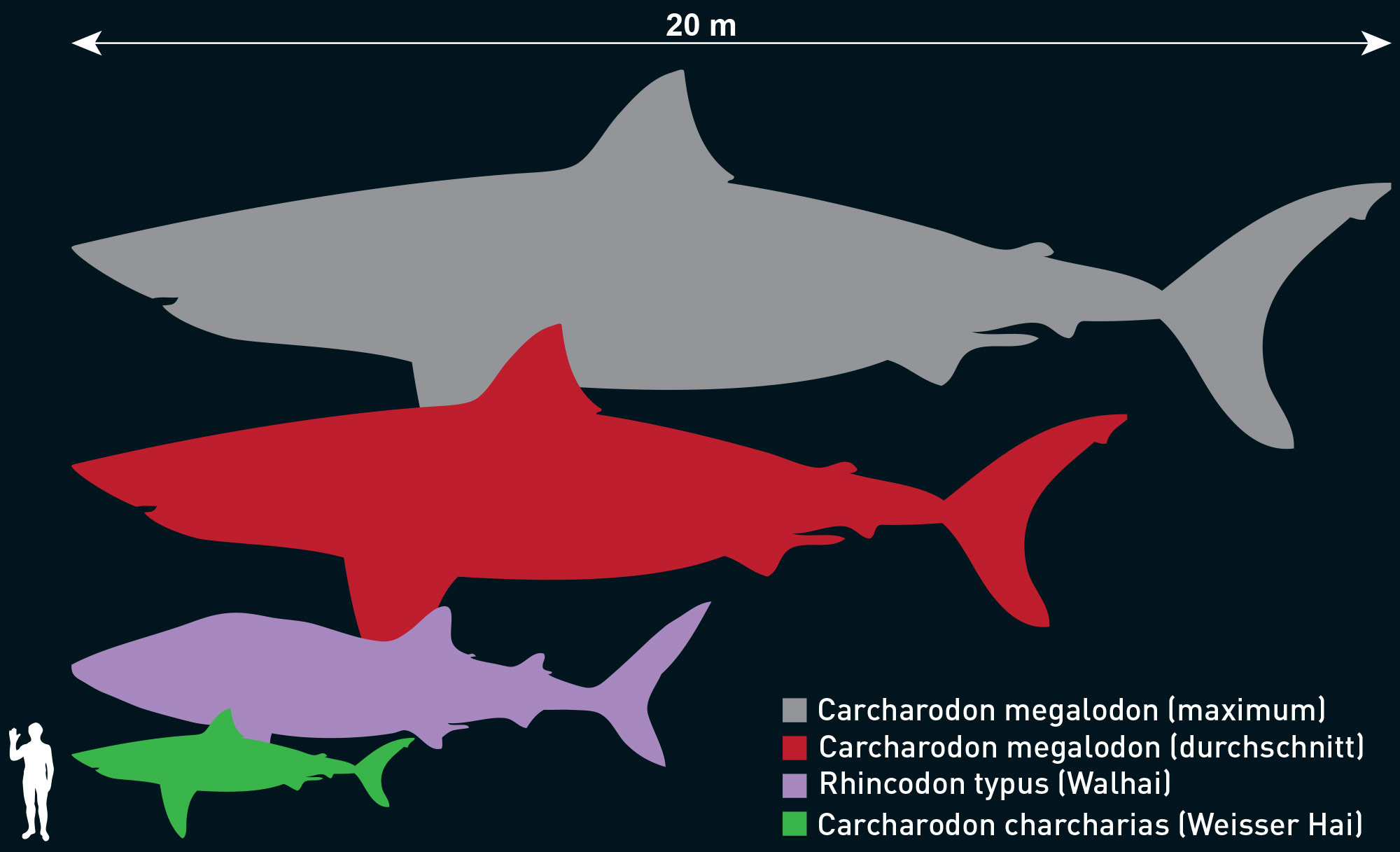 Megalodon Hat Der Urzeit Riesenhai Uberlebt